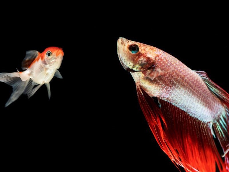 Les 6 meilleurs modèles d'aquariums pour combattant - Parlons Poissons