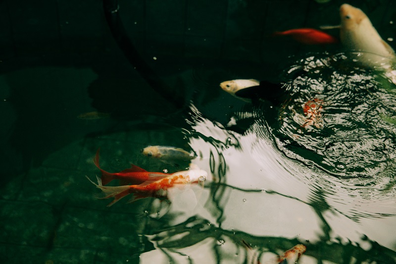 Les 6 meilleurs filtres externes pour aquarium en 2023 - Parlons