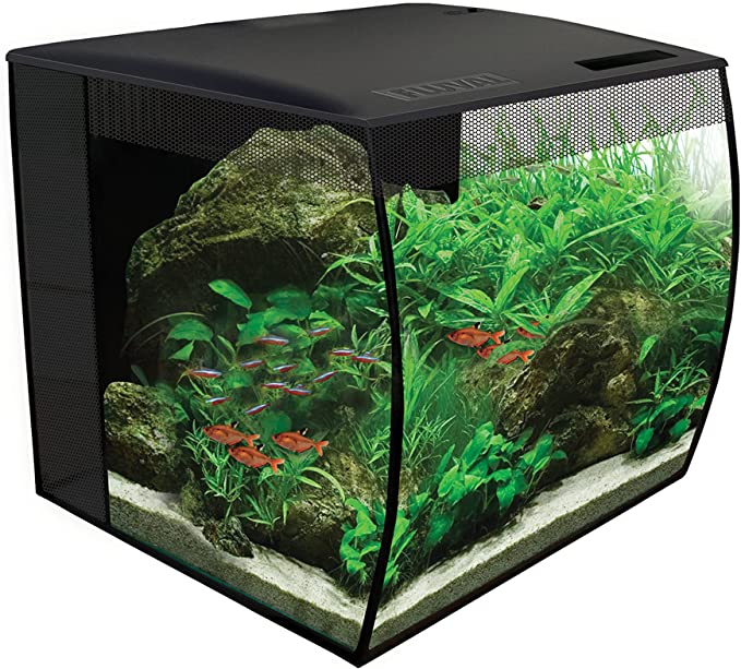 Les 6 meilleurs modèles d'aquariums pour combattant - Parlons Poissons